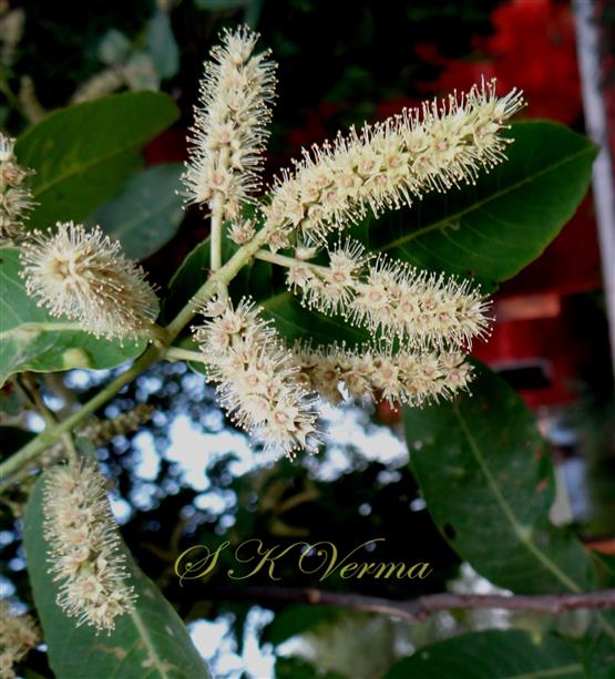  Inflorescence-Spikes in raceme
